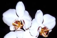 Moja kochana orchidea :)